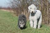 BEDLINGTON TERRIER 211